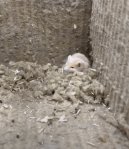 Rock mice have bored their way through rock wool and made a home for themselves