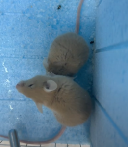 Mice almost never eat the extruder 