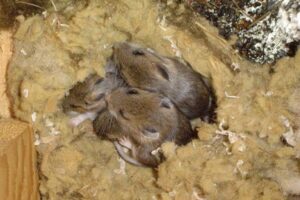 Mice made a nest of basalt wool and eat the wool