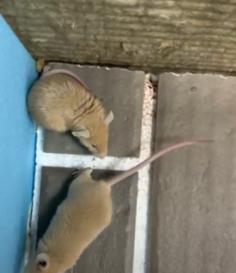 Care izolator nu este mestecat de șoareci într-o cușcă cu trei izolatori?