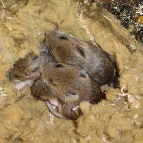 Mice made a nest of basalt wool and eat the wool